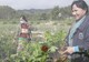 Phụ nữ Việt Nam - Lào - Campuchia hội nhập, hợp tác vì phát triển xanh và bền vững trong một thế giới có Covid-19