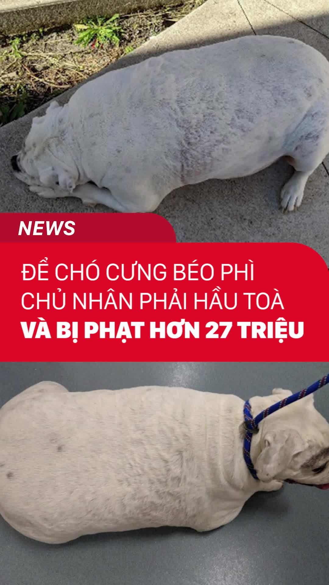 Để chó cưng béo phì, chủ nhân phải hầu tòa và bị phạt hơn 27 triệu ...