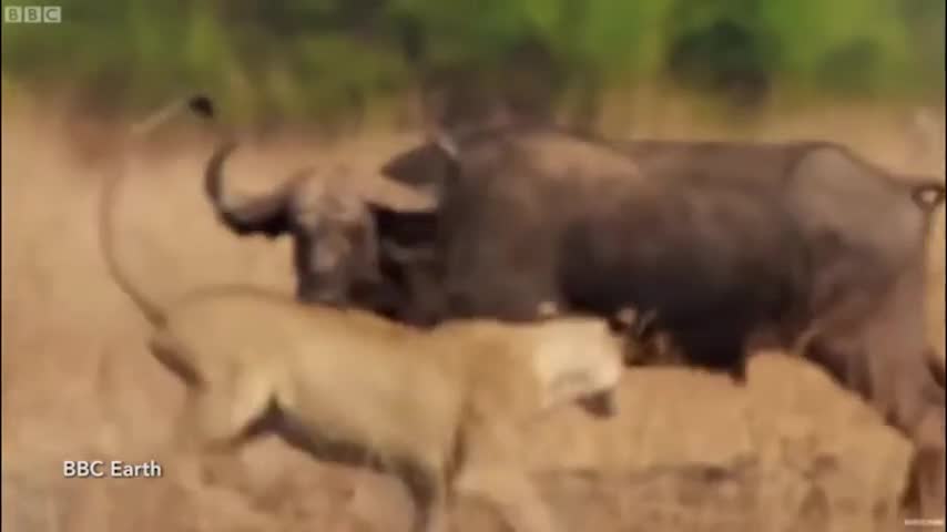 thumbnail - Video: Đang bị đàn sư tử đói xâu xé, trâu rừng bất ngờ vùng dậy đánh đuổi kẻ thù