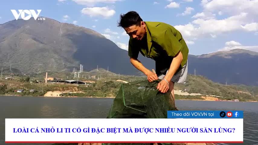 Loại cá nhỏ li ti có gì đặc biệt mà được nhiều người săn lùng