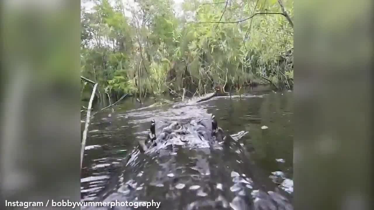 thumbnail - Khoảnh khắc rùng mình cá sấu đớp trực diện phía người quay phim và cái kết đầy “hụt hẫng”