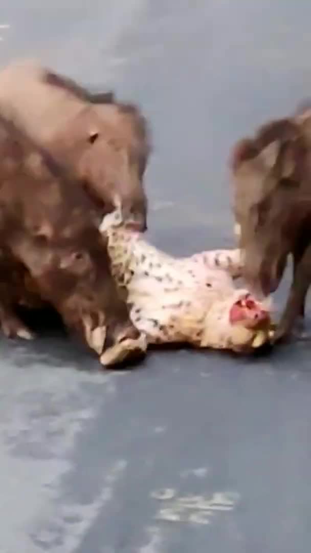 thumbnail - Lợn rừng cắn chết báo hoa mai trên đường
