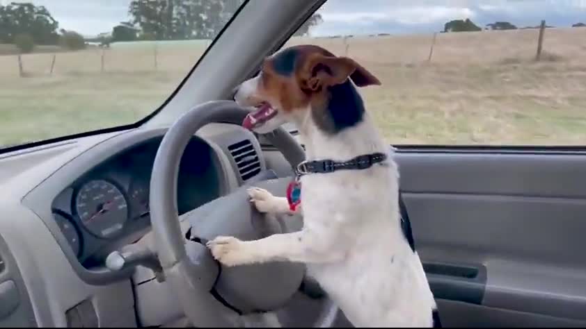 thumbnail - Chú chó trổ tài lái ô tô gây sốt