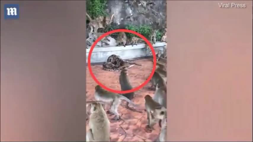 thumbnail - Clip: Đồng loại bị trăn siết chặt, hàng chục con khỉ xông tới giải cứu
