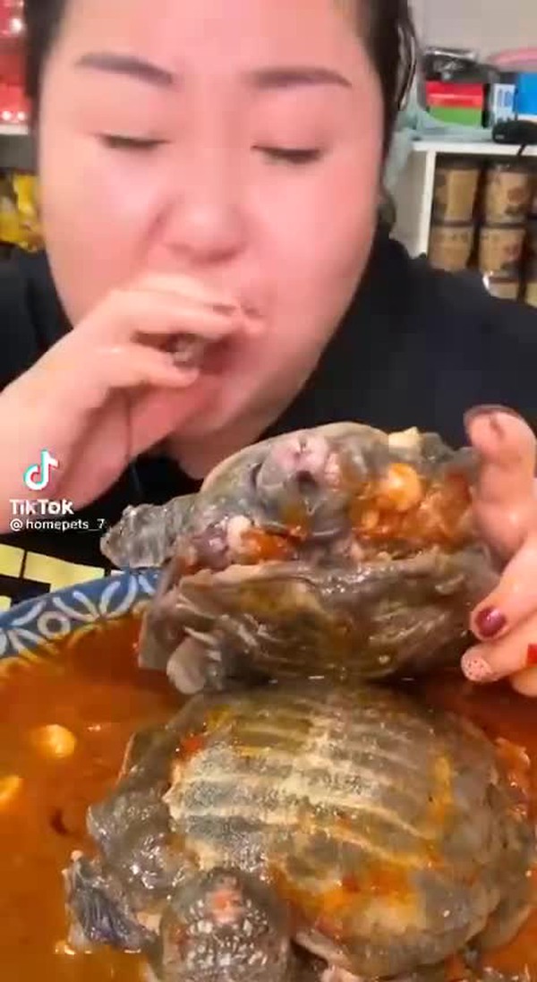 Clip: Mukbang ăn rùa nguyên con gây sốc cư dân mạng