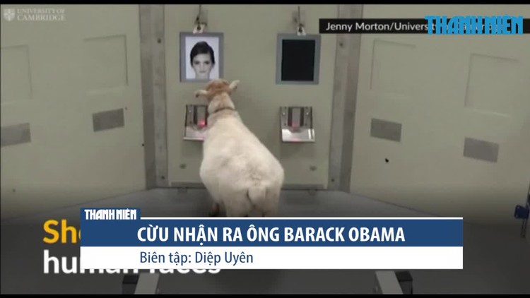 Cừu nhận ra ông Obama