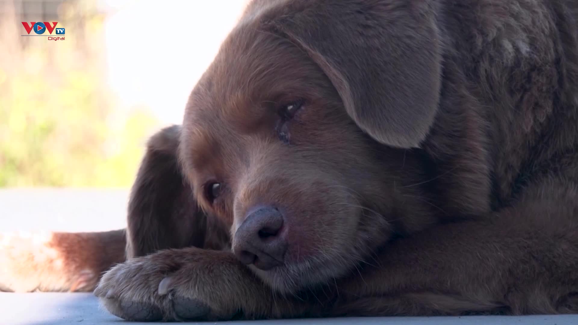 Bobi - 'Cụ' chó già nhất thế giới 