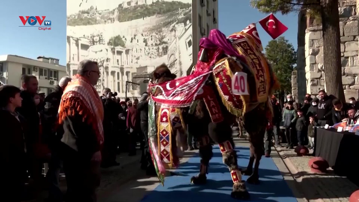 Thổ Nhĩ Kỳ: Sôi động lễ hội đấu lạc đà