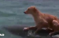 Clip: Cảm động cảnh cá heo cứu chó giữa biển khơi