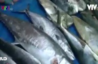Hàm lượng kim loại nặng trong cá biển Hà Tĩnh ở ngưỡng cho phép