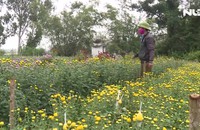 Quảng Bình: Nông dân khóc ròng vì lo mất vụ hoa Tết