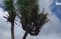 Độc đáo cây dừa 14 đọt của thanh niên Cà Mau