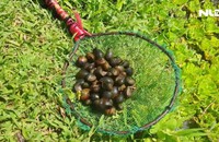 Thu nhập 24 triệu đồng/tháng nhờ nuôi ốc bươu đen