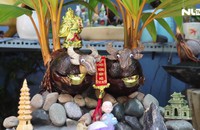 Bonsai dừa tạo hình con trâu đón Xuân Tân Sửu