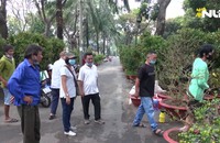 Dịch vụ thuê cây kiểng trưng ngày Tết tiếp tục được ưa chuộng