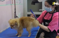 Rộn ràng đưa thú cưng đi spa làm đẹp đón Tết