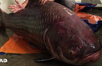 Cá hô cân nặng khủng 135 kg từ Campuchia về TP HCM