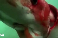 Clip: Mực quý hiếm dài 4 m ở biển Nhật Bản