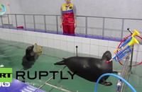 Video: Xem hai chú hải cẩu thổi kèn và vẽ tranh cực độc