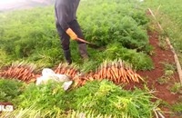 Giá cà rốt Đà Lạt xuống quá thấp, 2.000-4.000 đồng/kg