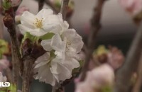 Ghi nhanh: Người dân TP HCM thưởng thức hoa anh đào giữa mùa khô