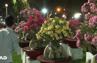 Ghi nhanh: Kỳ hoa dị thảo tại Hội Hoa Xuân Đinh Dậu 2017