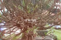 Ngắm mai cổ thụ 100 tuổi, giá 3 tỉ đồng