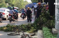 Nhánh cây cổ thụ dài 2 mét rơi trúng người đi đường