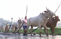 Ghi nhanh: Gần 30.000 người đổ về xem đua bò Bảy Núi - An Giang