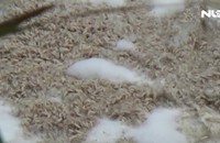 Vứt cá chết xuống ao gây ô nhiễm môi trường