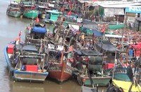 Bạc Liêu: Còn 310 tàu thuyền đang hoạt động trên biển