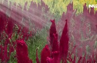 Làng hoa ven TP HCM tất bật vào Tết