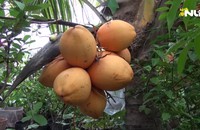 Dừa hai màu đẹp mắt, giá 150.000/ trái thu hút mùa Tết