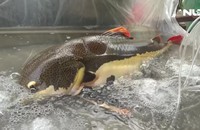 Bắt được cá hồng vỹ nặng 15kg