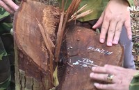“Lâm tặc” đốn hạ rừng gỗ mun quý hiếm tại VQG Phong Nha – Kẻ Bàng