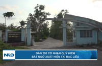 Gần 200 cò nhạn quý hiếm bất ngờ xuất hiện tại Bạc Liêu