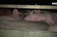 TP HCM chống dịch tả heo châu Phi, kiểm tra tất cả xe chở gia súc