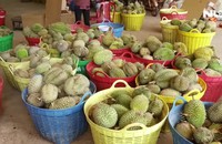 Thương lái Trung Quốc ngưng mua, sầu riêng rớt giá