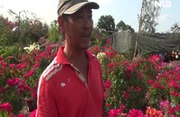 Nông dân miền tây tất bật chuẩn bị hoa Tết Canh Tý 2020