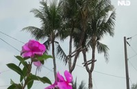 Dừa 3 ngọn được ngã giá 2,5 tỉ đồng chủ nhân vẫn không bán