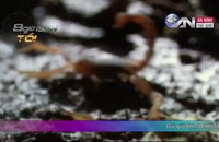 NÓNG & LẠ: Đi chợ sung sướng