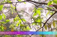 8 GIỜ 15 PHÚT TỐI: Sự tích cây ổi biết cười