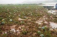 Truy tìm nguyên nhân dưa hấu giá siêu bèo ở Quảng Nam