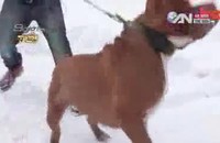 Kỳ lạ chuyện đười ươi chăm 3 con hổ con