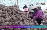 Đổ xô trồng khoai, nông dân lại.. “mất trắng”