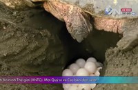 Bảo vệ rùa biển khỏi nguy cơ tuyệt chủng