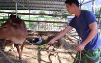 Bò tót lai ở Vườn quốc gia Phước Bình sinh con sau gần 2 tháng đổi chủ
