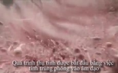 Tinh trùng vất vả thế nào để gặp được trứng và thụ tinh