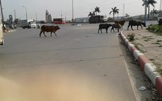 Trâu, bò náo loạn giữa đại lộ.