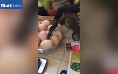 Tá hoả phát hiện rắn bò vào nhà trộm trứng